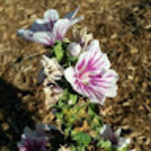 Meet your Posher, Hailey